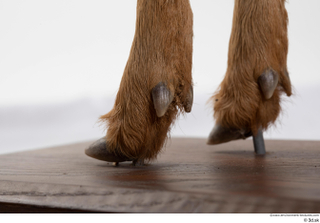 Deer doe foot hoof 0022.jpg